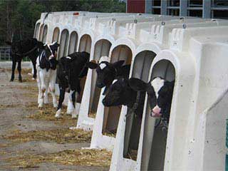 باکس گوساله دانی