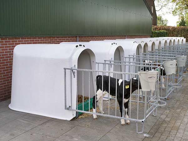 باکس گوساله دانی