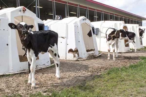 باکس گوساله دانی