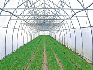 Greenhouse