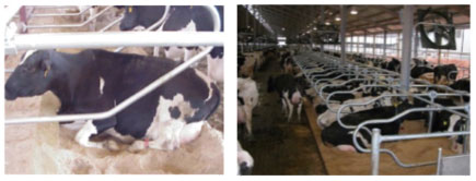 سالن فری استال دامداری