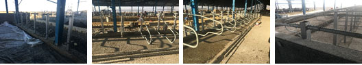 Livestock making