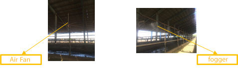 Livestock making