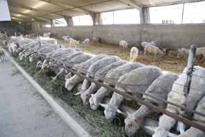 Raising sheep and goats