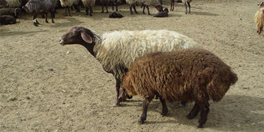 Raising sheep and goats