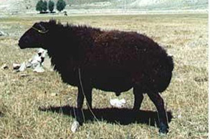 Raising sheep and goats