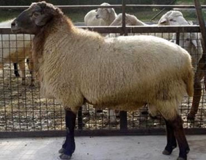 Raising sheep and goats