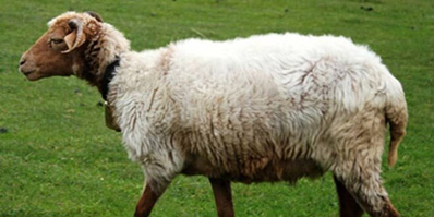 Raising sheep and goats