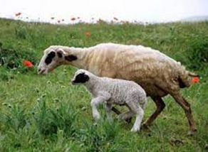 Raising sheep and goats