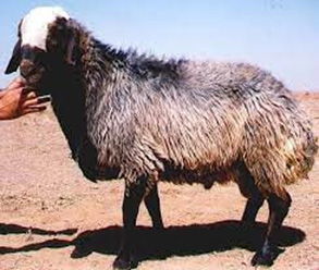 Raising sheep and goats