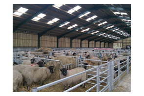 Raising sheep and goats