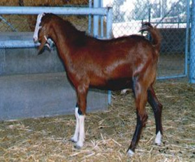 Raising sheep and goats