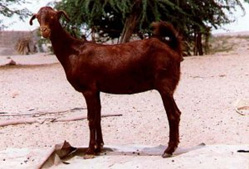 Raising sheep and goats