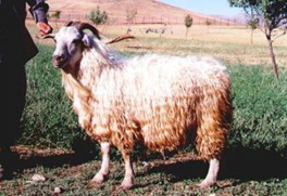 Raising sheep and goats