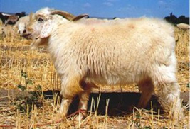 Raising sheep and goats