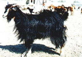 Raising sheep and goats