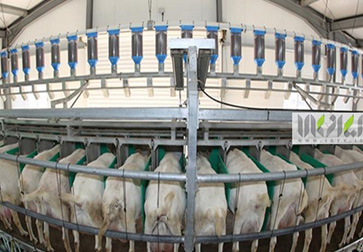 Sheep milking