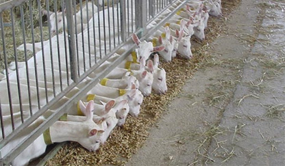 Sheep nutrition management