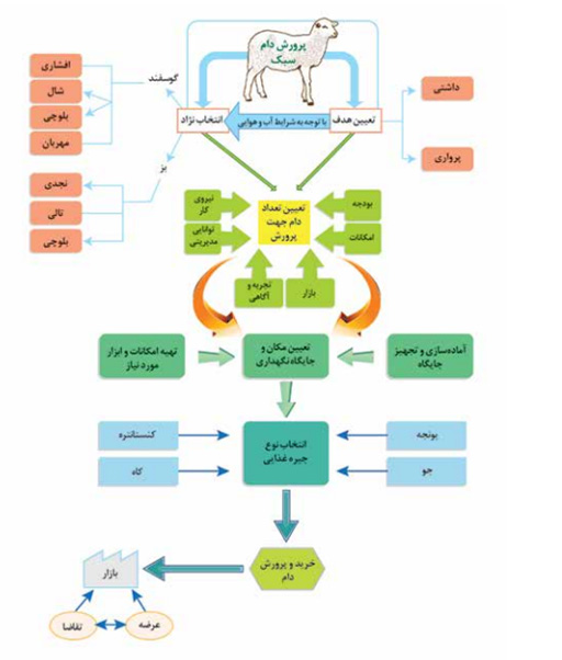 Sheep nutrition management