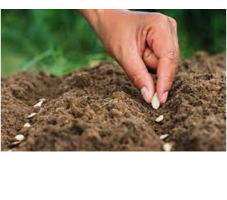 A variation of seeds, flower base, and scion