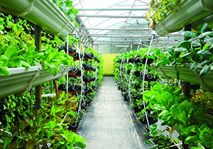 The future of agriculture in the UAE.. Robots plowing the earth and “drones” spraying grain