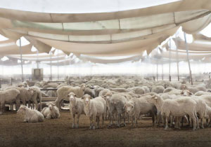 8% Livestock Growth in the United Arab Emirates Country