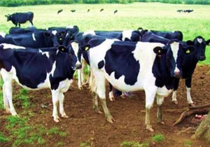 Livestock is a “safety valve” for local food security