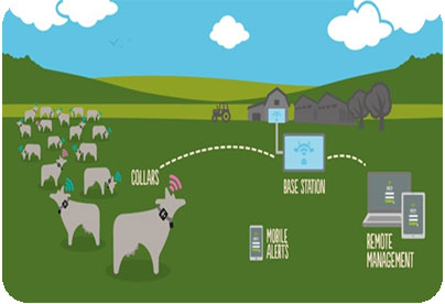 IoT in Agriculture and Animal Husbandry